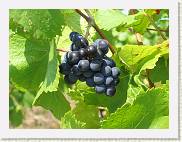 2005-09-04 14-20-14 Sept 112,7mm 1_200_eme F4,9 * 2592 x 1944 * (1.27MB)